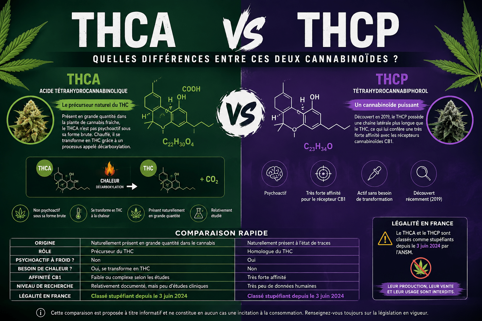 THCA vs. THCP: Entdecken Sie die Unterschiede, Wirkungen, Wirkstärke, Umwandlung in THC, Risiken und die Legalität in Frankreich im Jahr 2026
