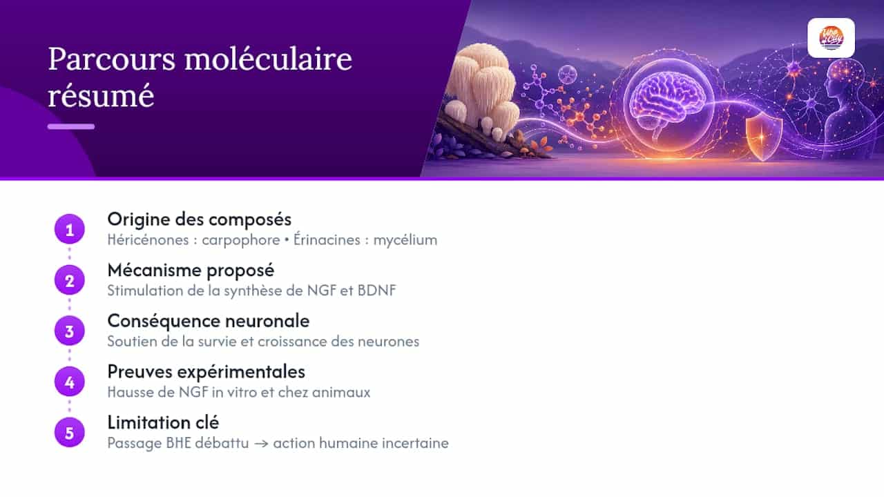 Mécanismes suggérés du champignon crinière de lion