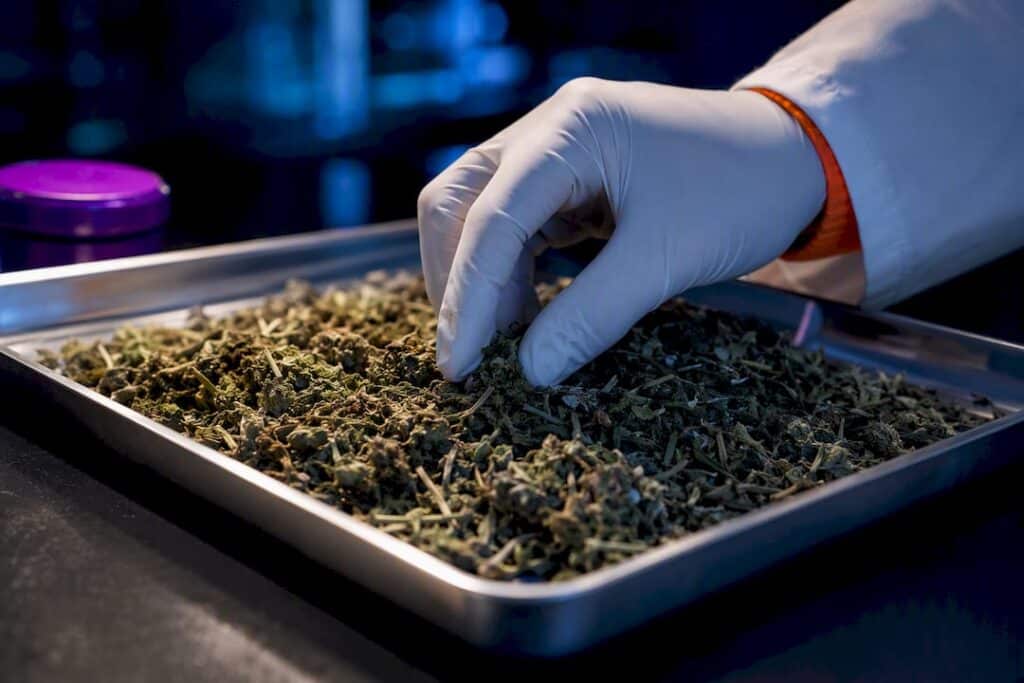 Hemp sample ready for analysis