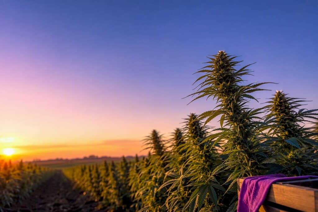 Fiori di canapa CBD coltivati ​​all'aperto